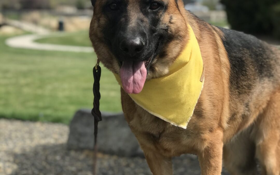 Boise Dog Training 1