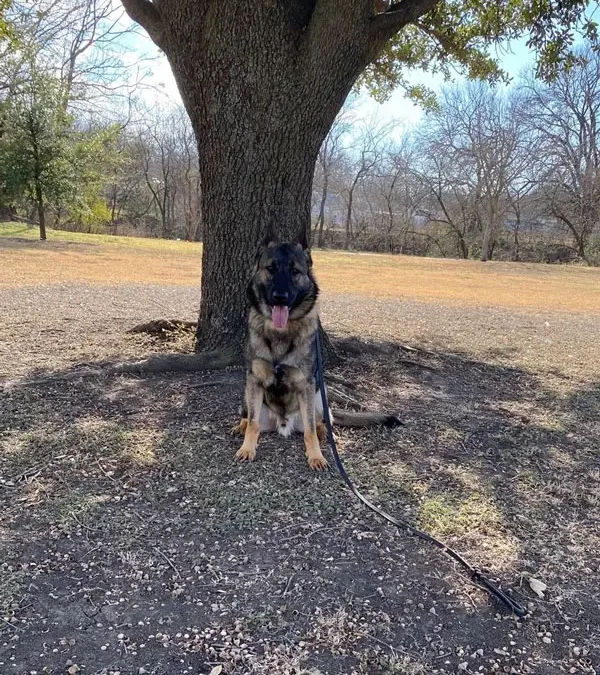 Dog Training Fort Worth