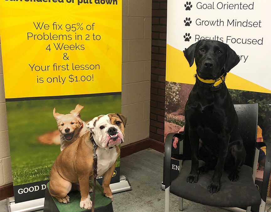 Fort Worth Dog Training | The Positive Dog Training Experience!
