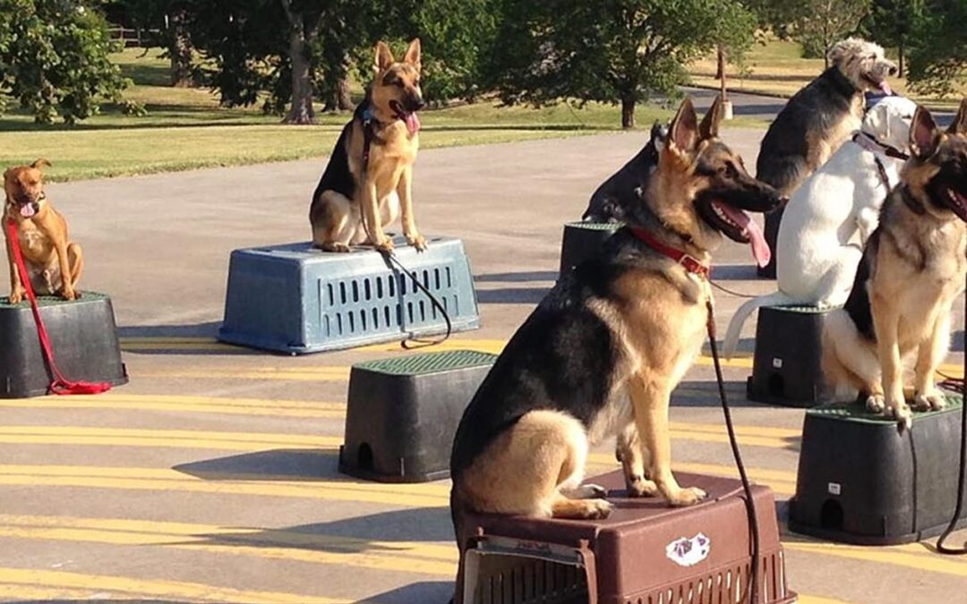 Edmond Dog Training | We Train All Kinds Of Dogs