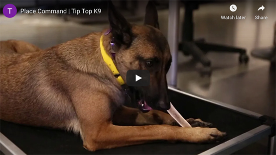 Best Dog Training Classes Detroit | Dog Trainers That Matter