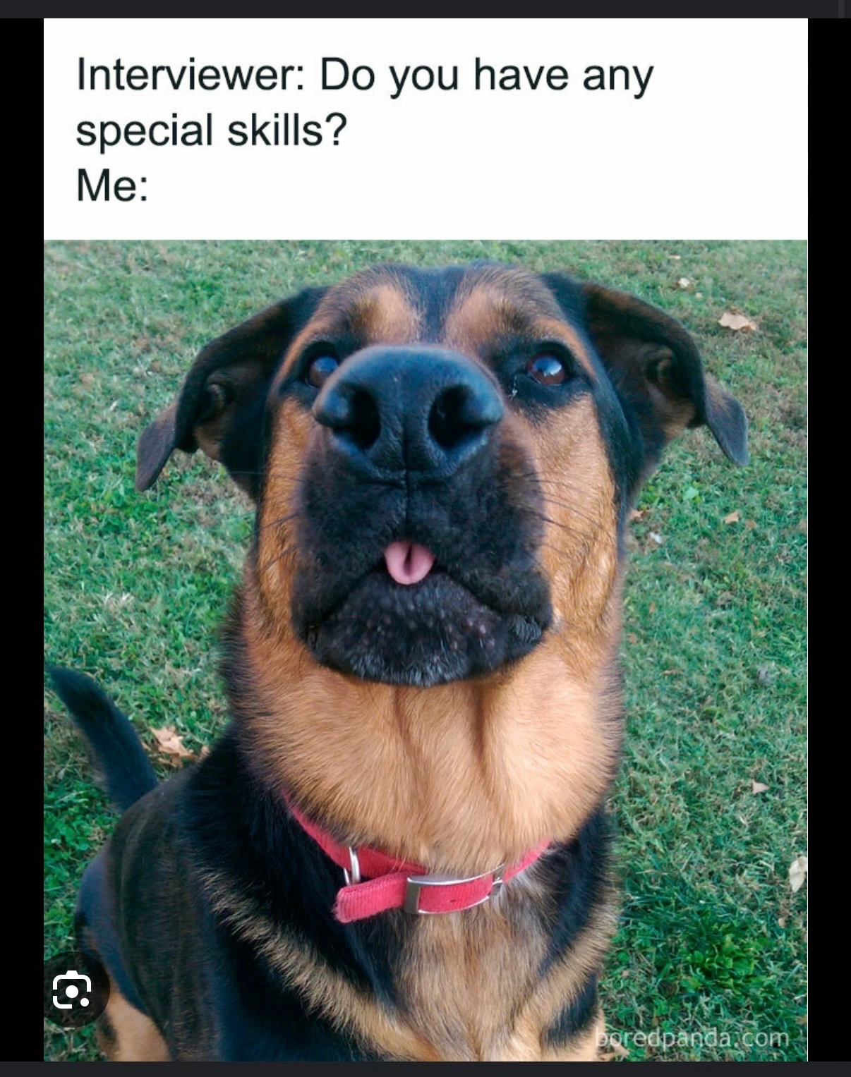 Funny Beauceron Dog Meme