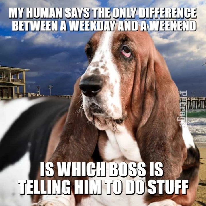 Funny Basset Hound Dog Meme