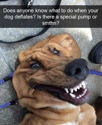Funny Bloodhound Dog Meme