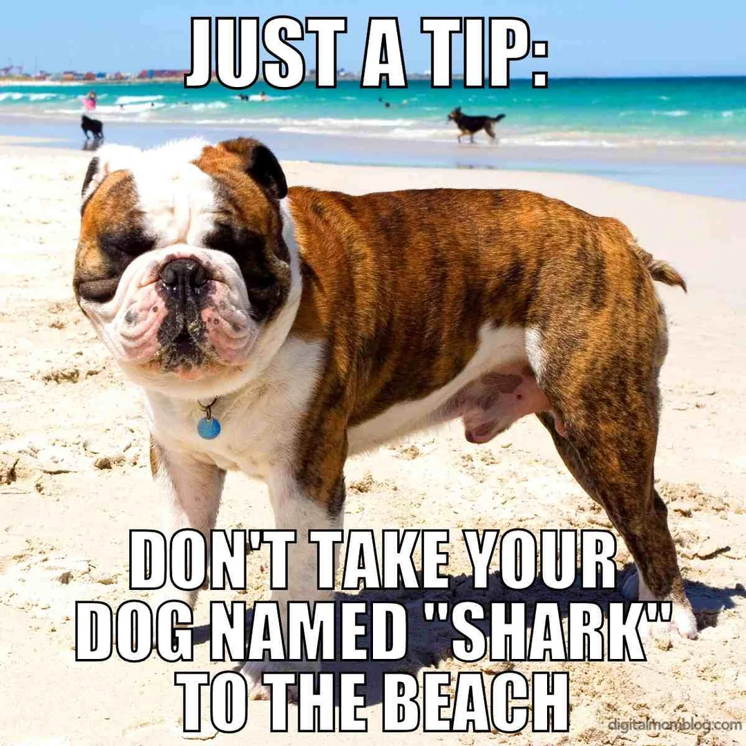 Funny Bulldog Meme