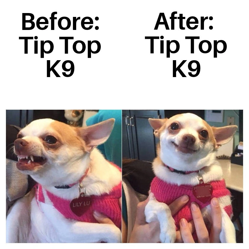 Funny Chihuahua Dog Meme