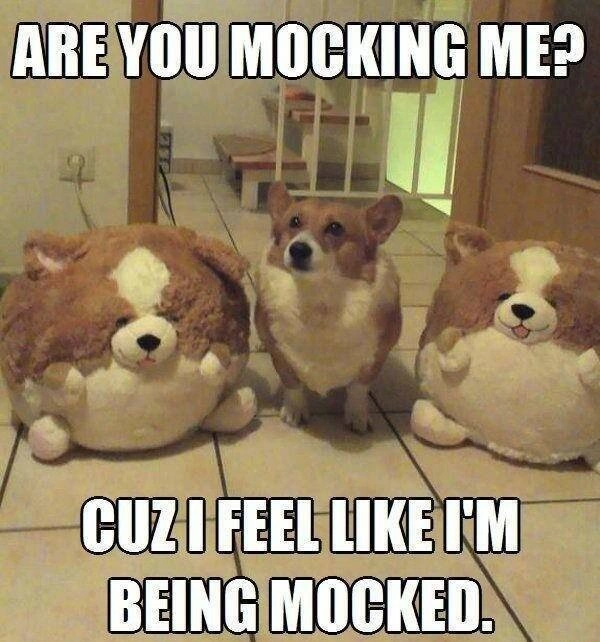Funny Corgi Meme