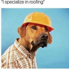 Funny Dog Meme Labrador