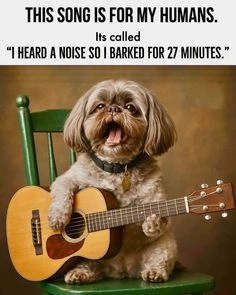 Funny Dog Meme Pekingese Breed