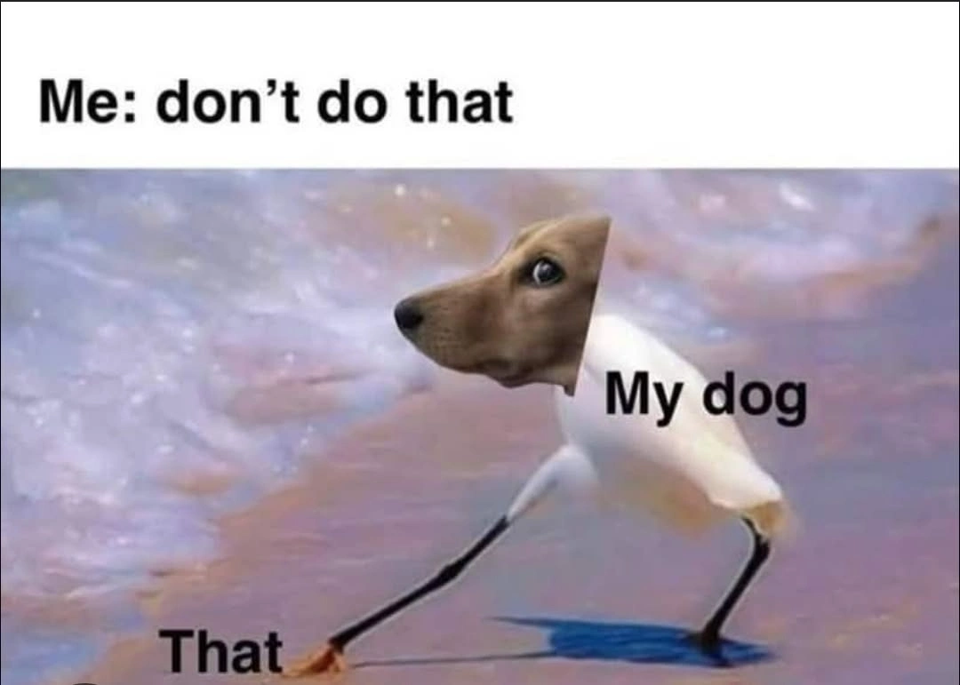 Funny Dog Memes
