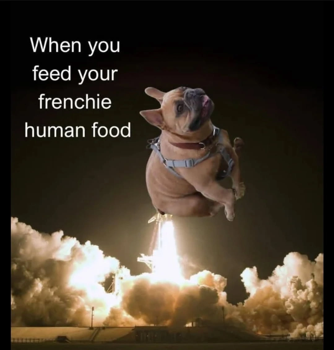 Funny Frenchie Dog Meme