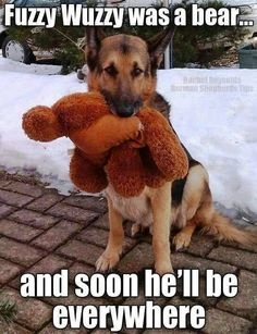Funny German Shepherd Dog Breed Meme