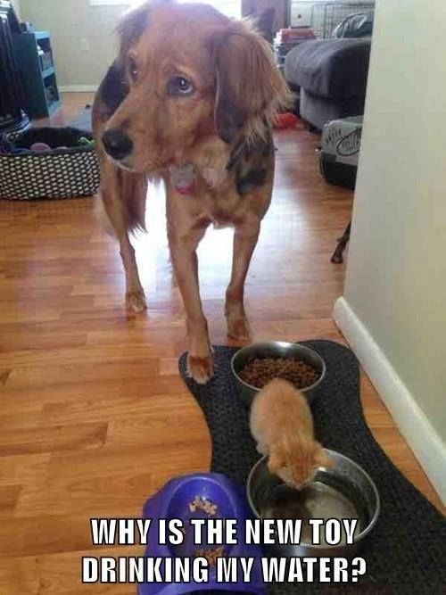 Funny Golden Retriever Dog Image