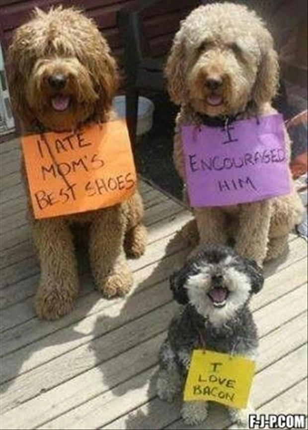 Funny Labradoodle Dog Meme