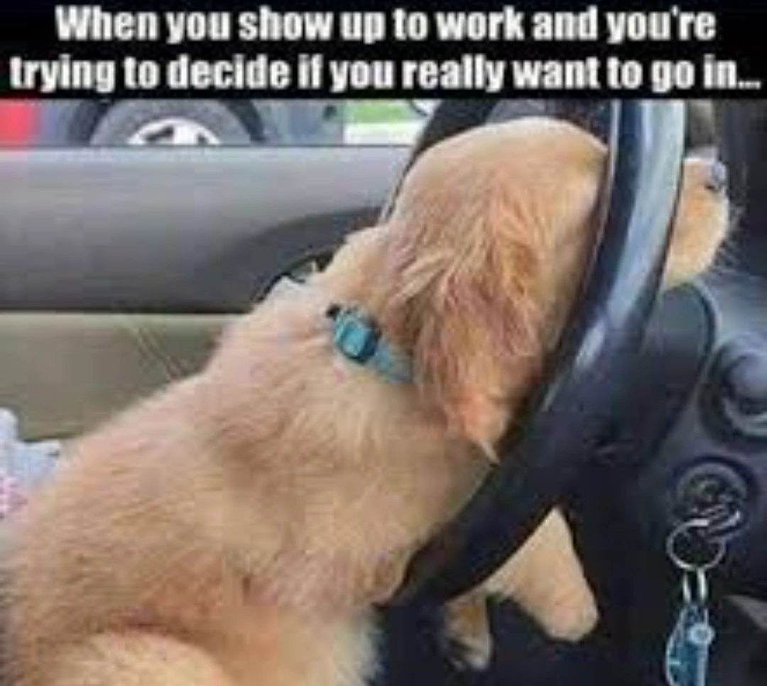 Funny Labrador Dog Meme