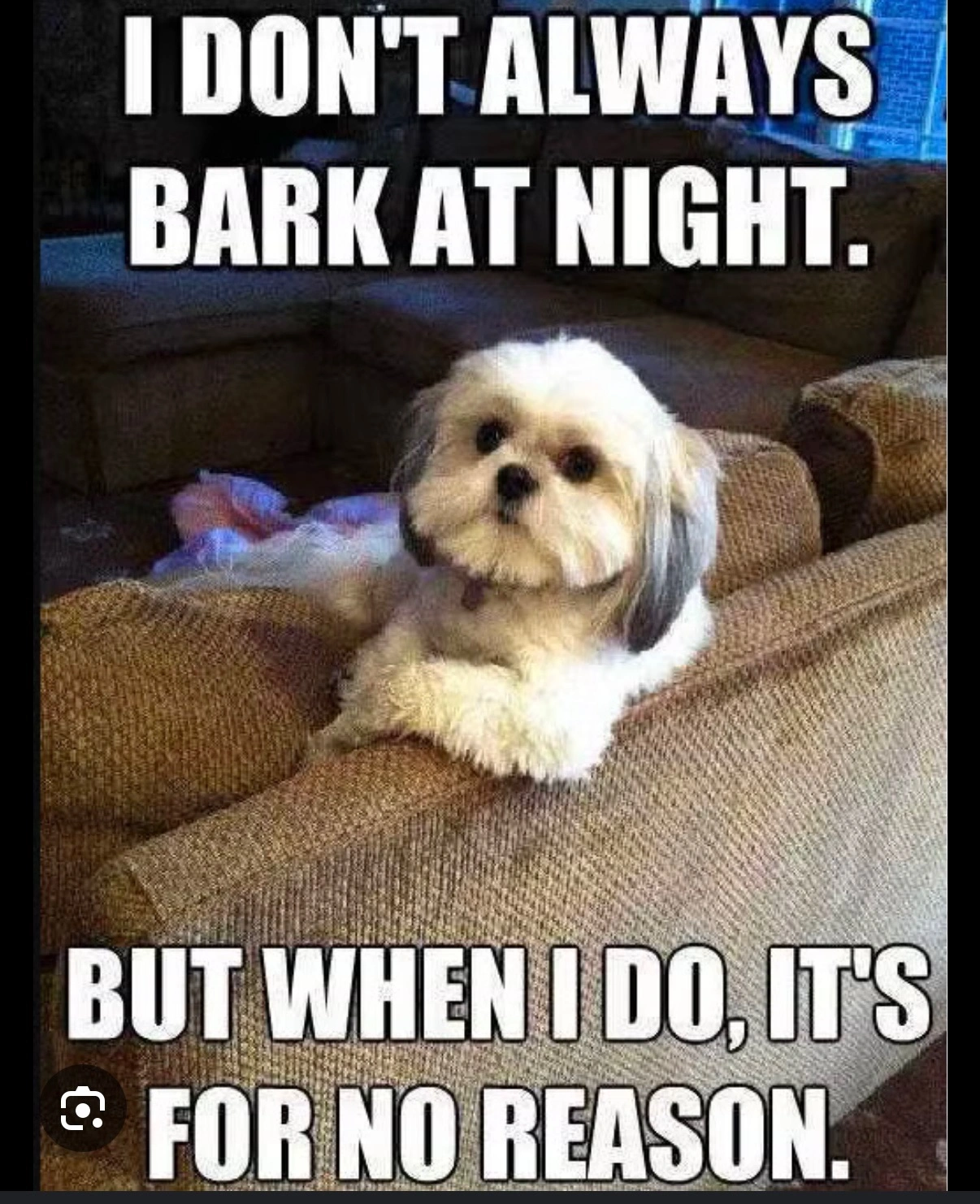 Funny Lhasa Apso Dog Meme
