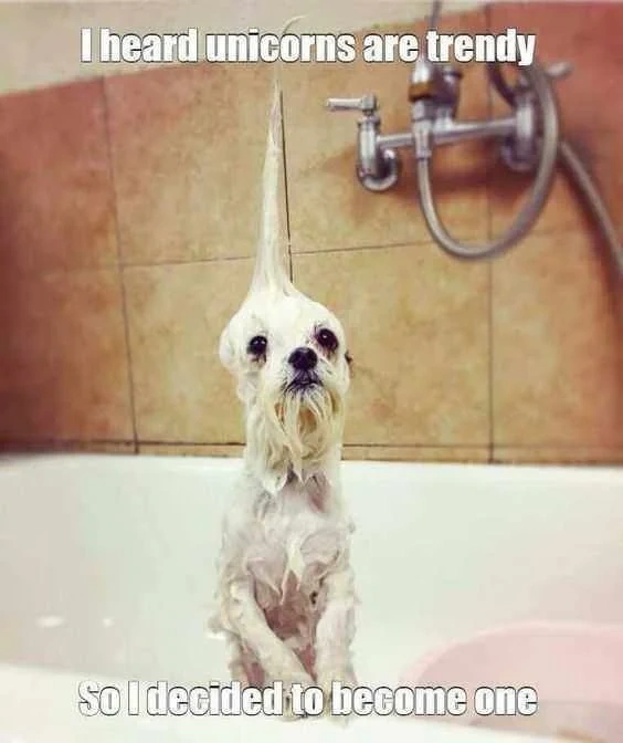 Funny Maltese Dog Meme