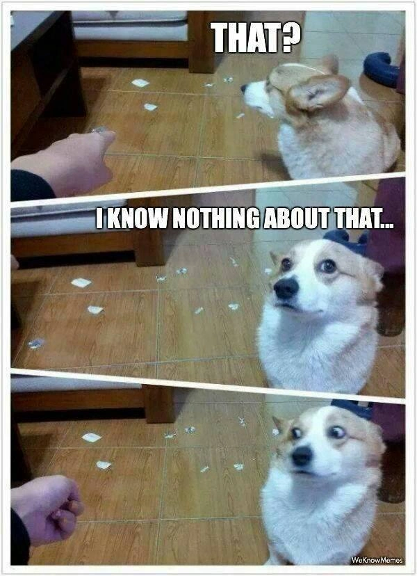 Funny Meme About Dogs