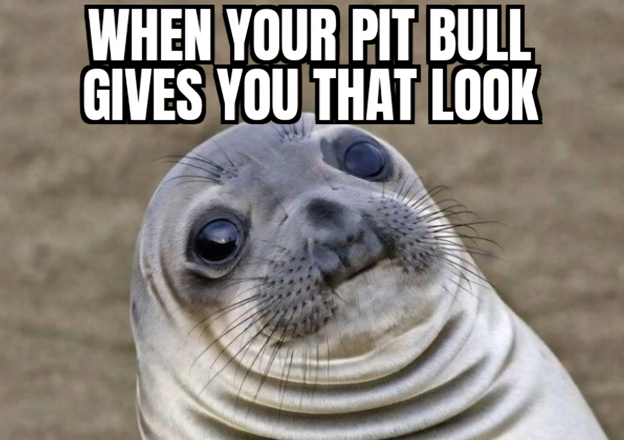 Funny Pit Bull Dog Photo