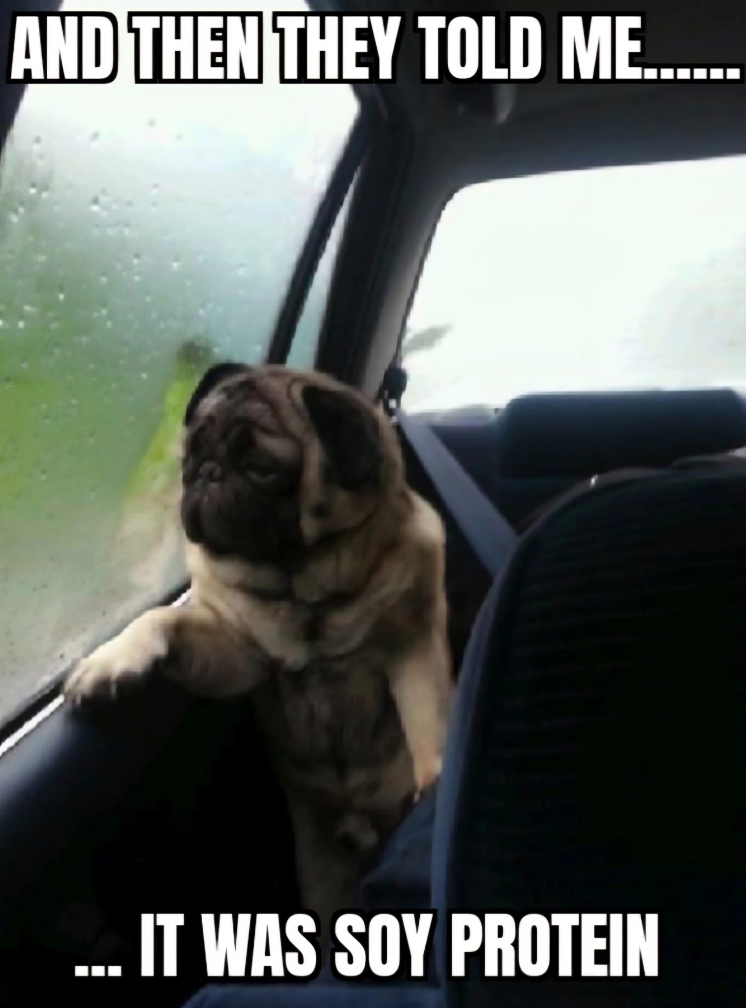 Funny Pug Dog Meme