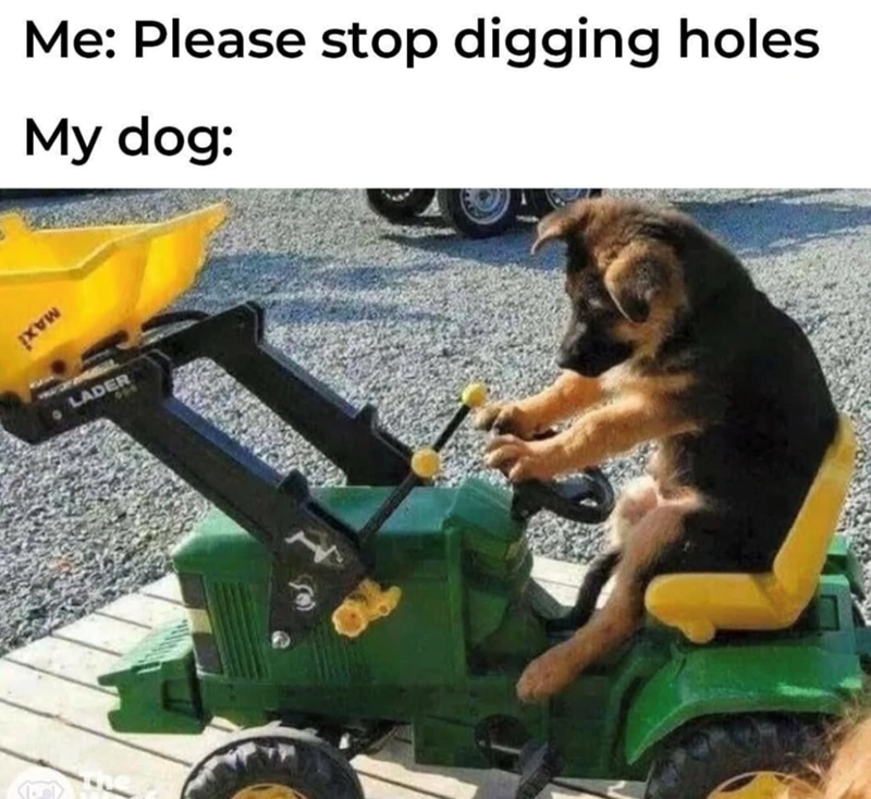 German Shephard Funny Dog Meme