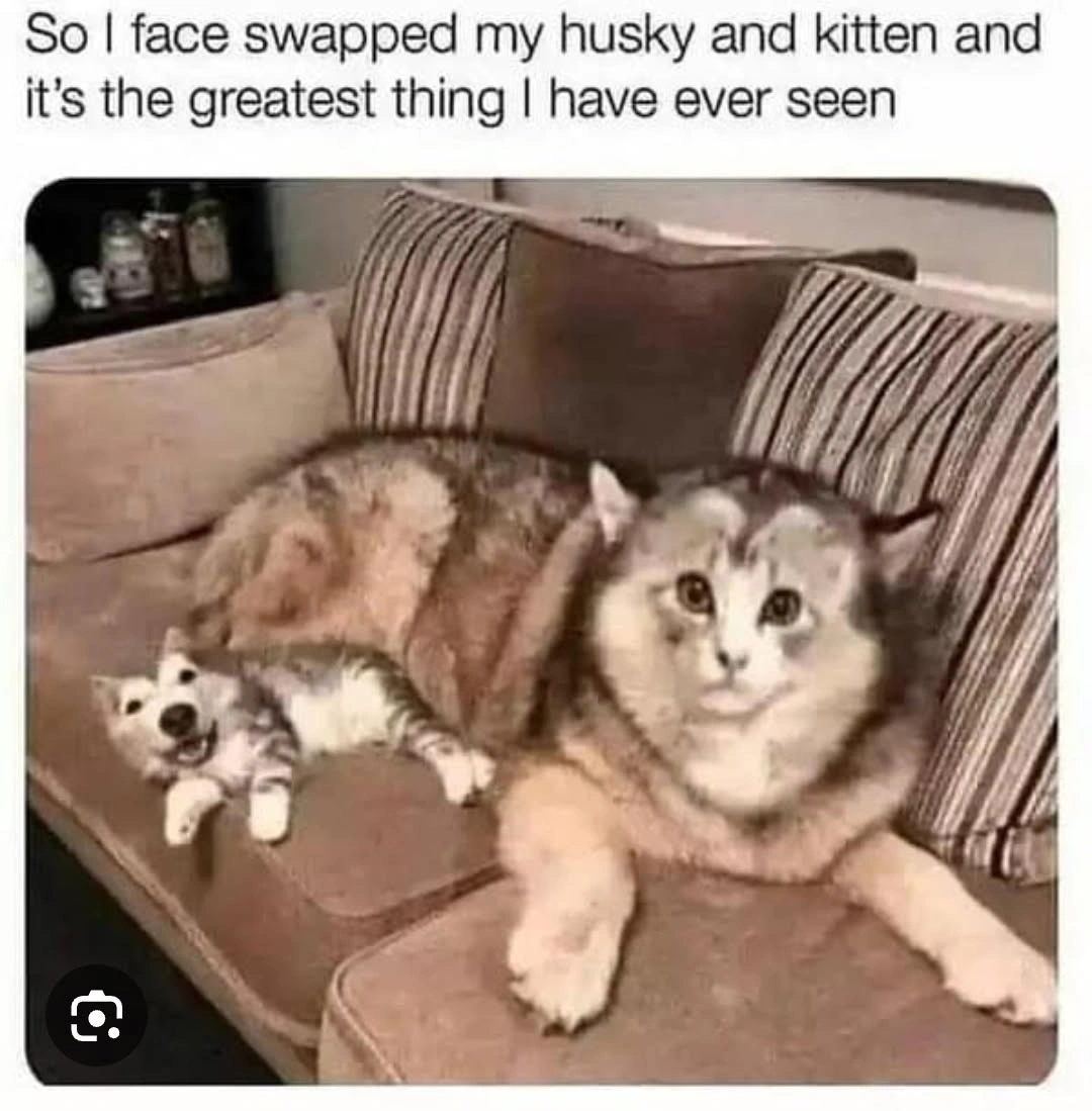 German Shepherd Funny Meme