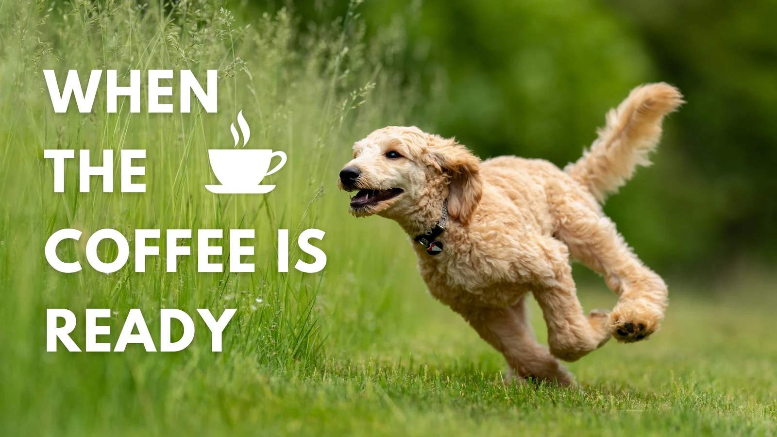 Golden Doodle Funny Dog Meme