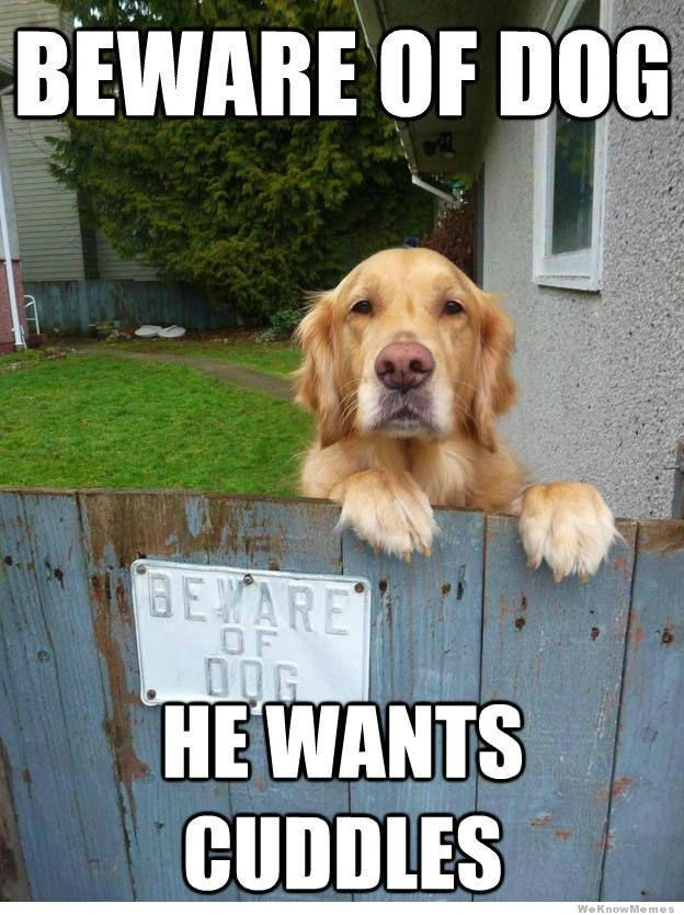 Goofy Golden Retriever Pooch Meme