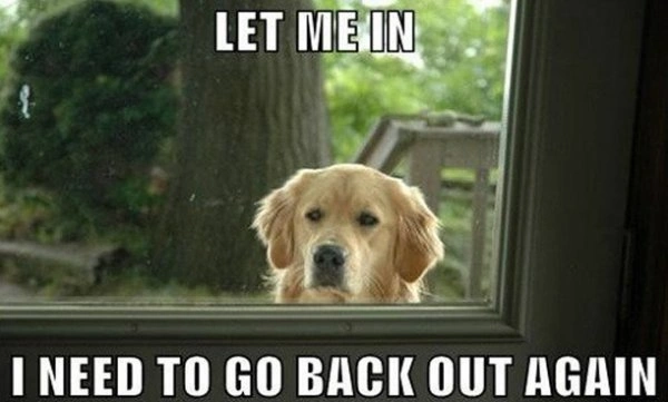 Goofy Dachshund Pooch Meme