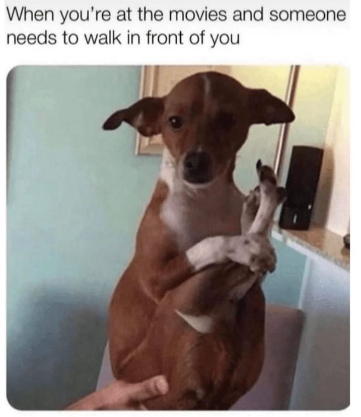 Goofy Rat Terrier Meme