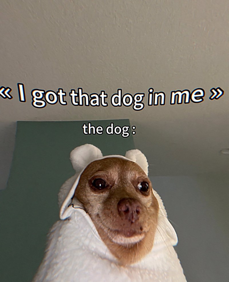 Hilarious Chihuahua Dog Meme