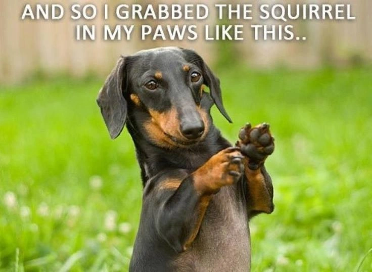 Hilarious Dachshund Dog Meme