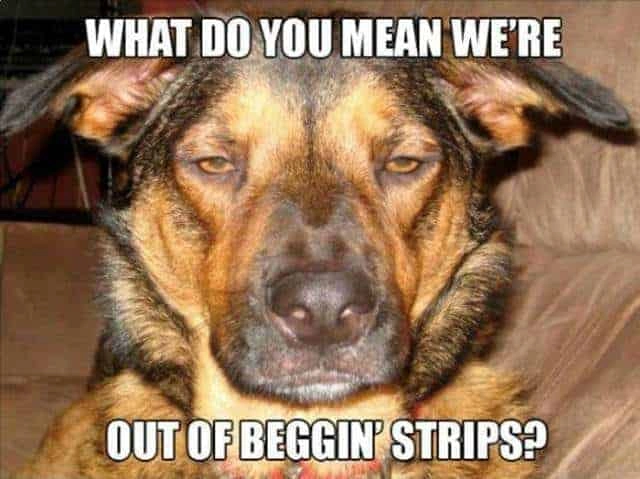 Hilarious German Shepherd Dog Meme