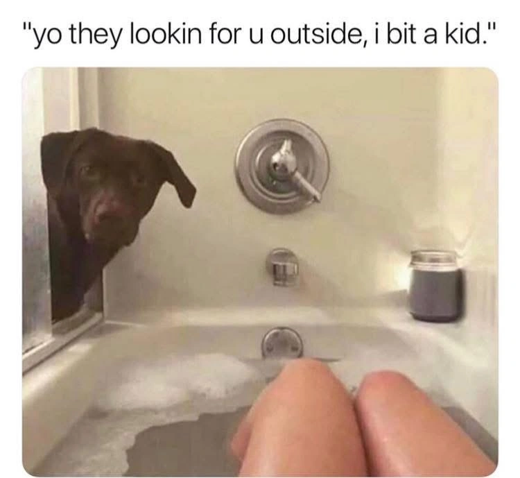 Hilarious Labrador Meme