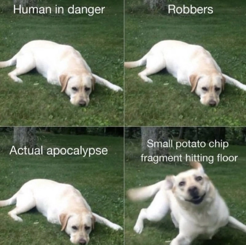 Hilarious Labrador Retriever Pooch Meme