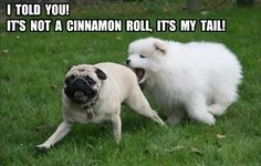 Hilarious Pug Dog Meme