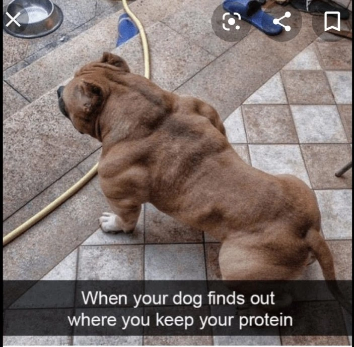 Hilarious Strong Pit Bull Meme