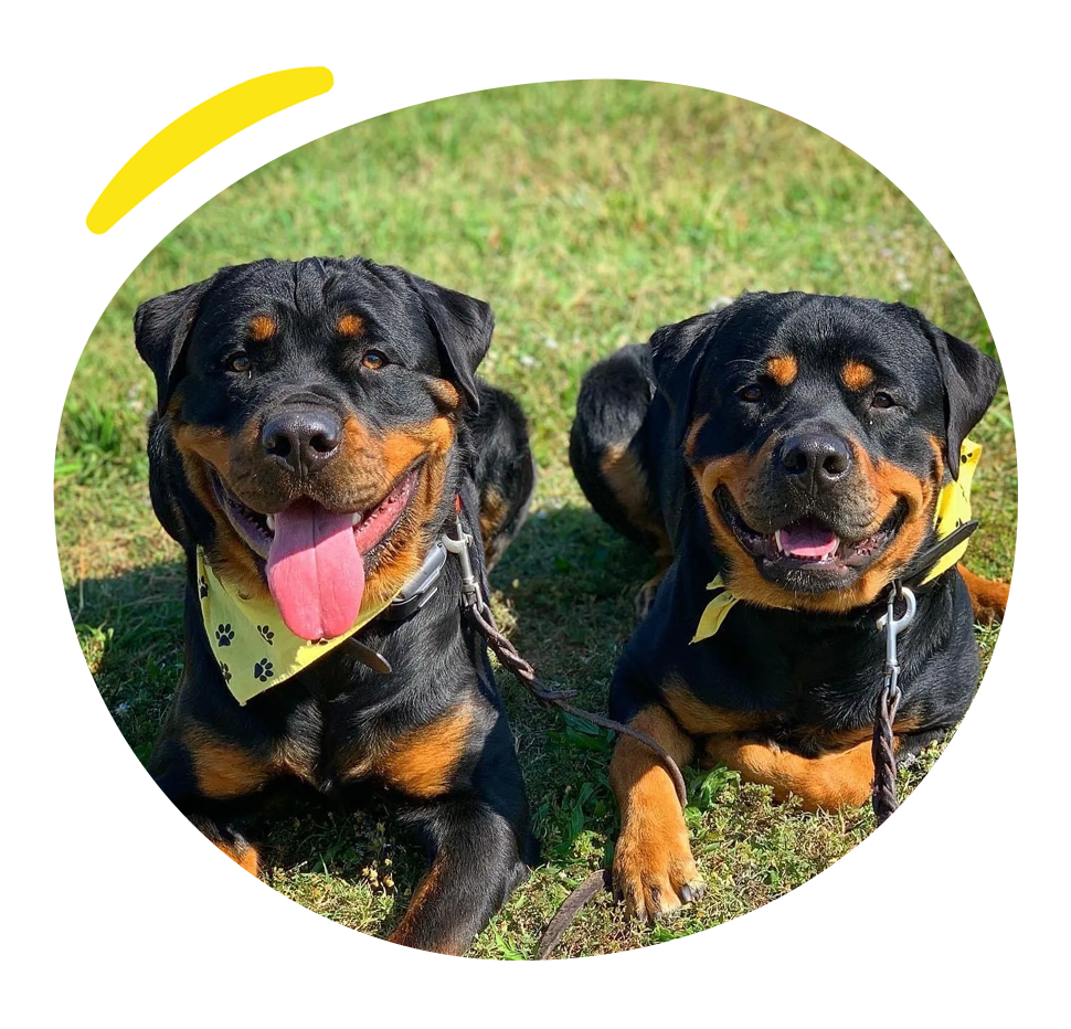 Homepage Pups Circle.png