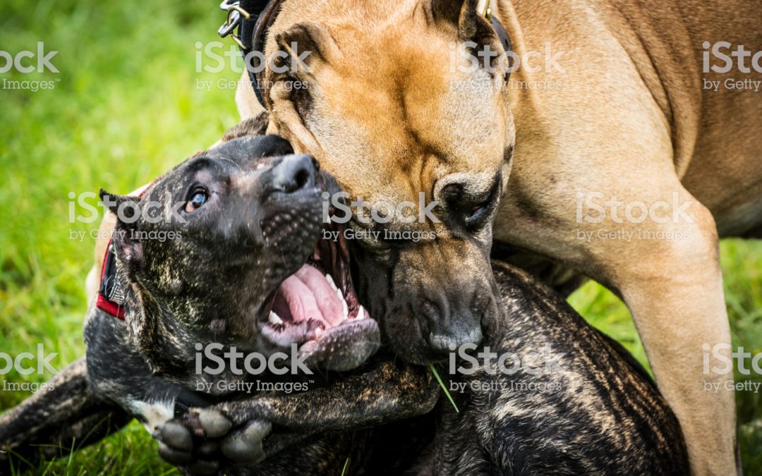 Top Gilbert AZ Dog Training | Three Main Sources of Aggressive Behaviors