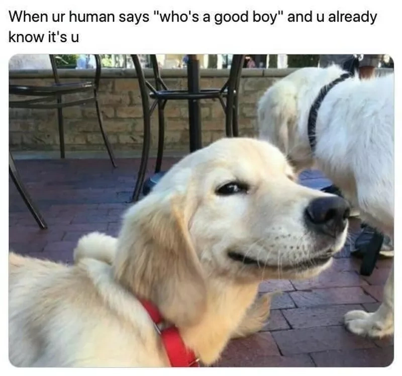 Labrador Funny Dog Meme