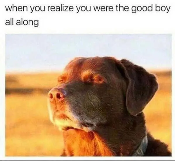 Labrador Funny Good Dog Meme