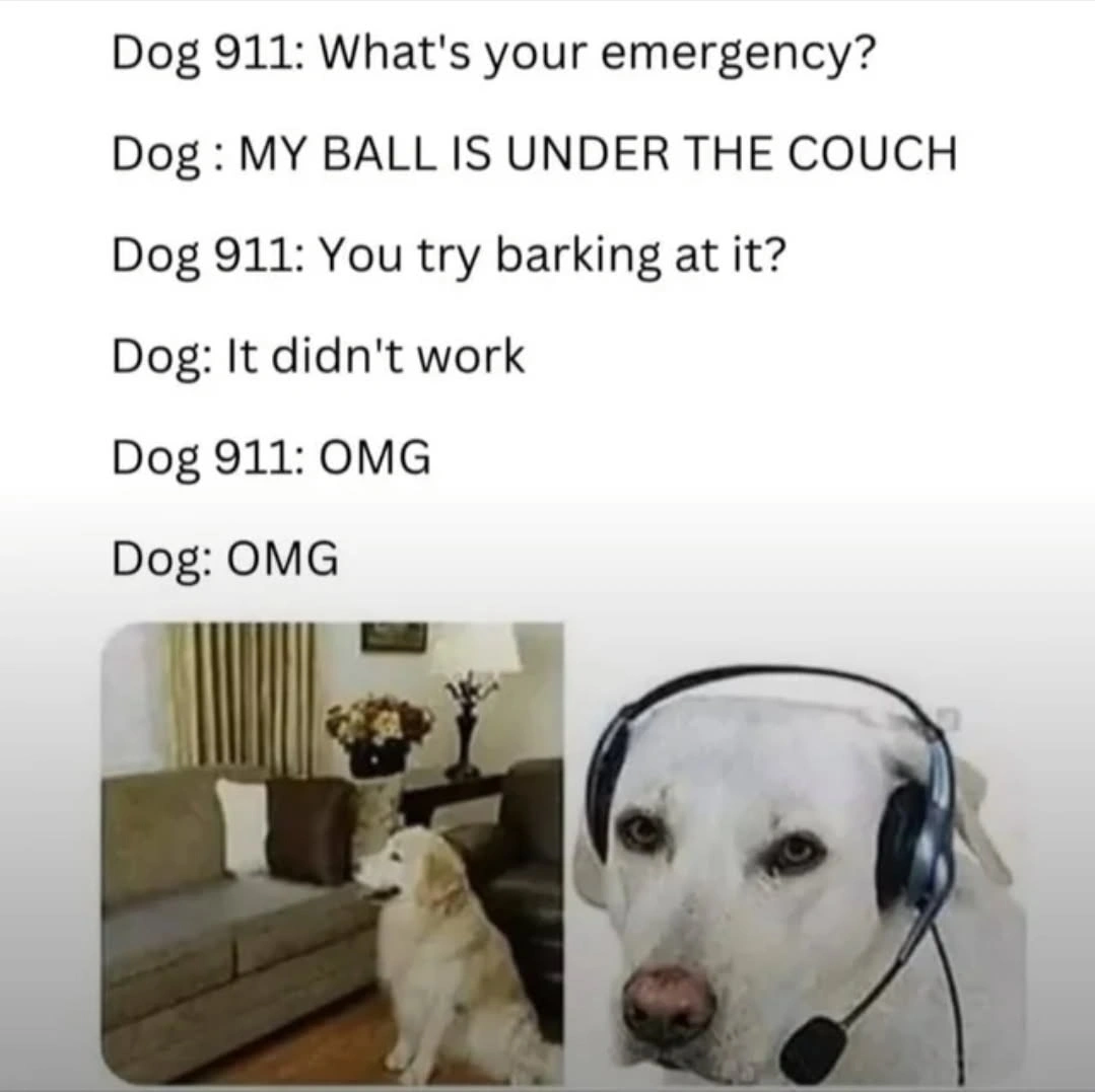 Labrador Meme Funny