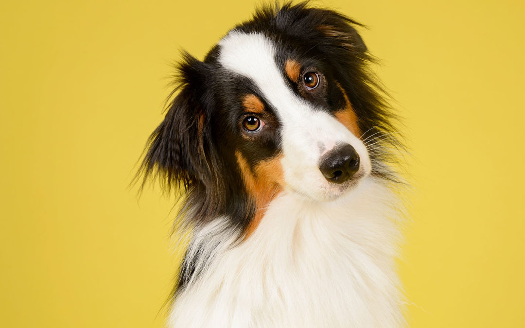 Keller Dog Training | Do You Want A Better Behaved Dog?
