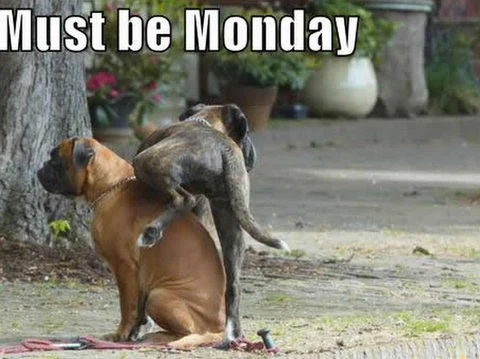 Mastiff Funny Dog Meme