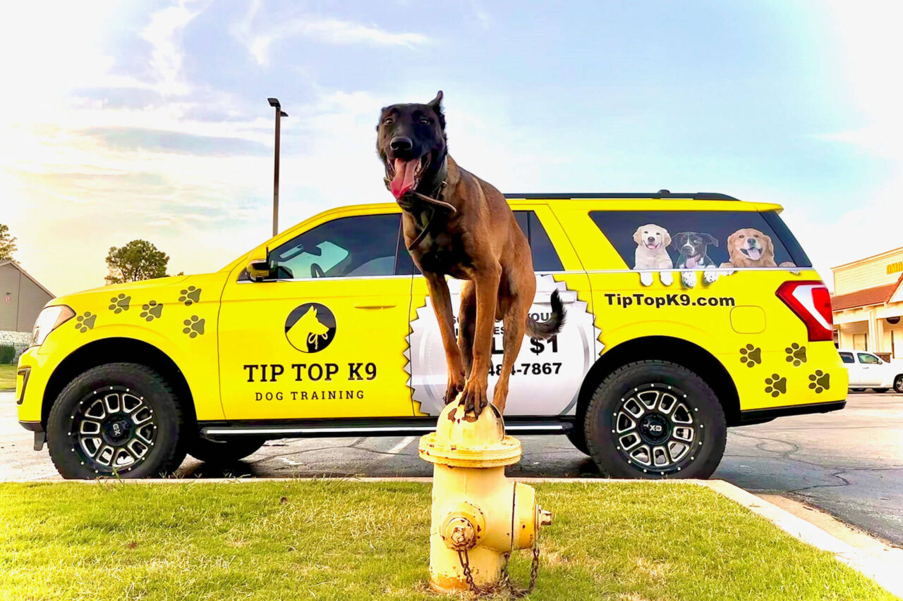 Dog Training Myrtle Beach Tip Top K9 Myrtle Beach Dog Training