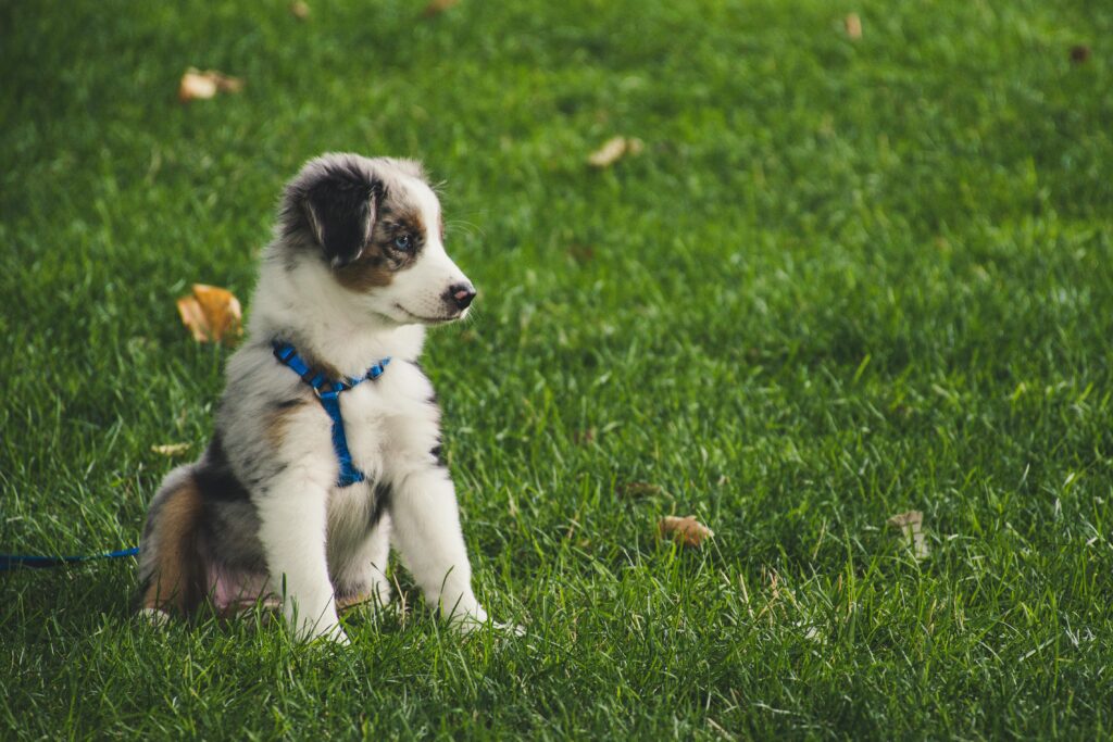 photo of puppy in grass
