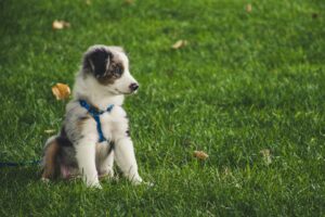 photo of puppy in grass