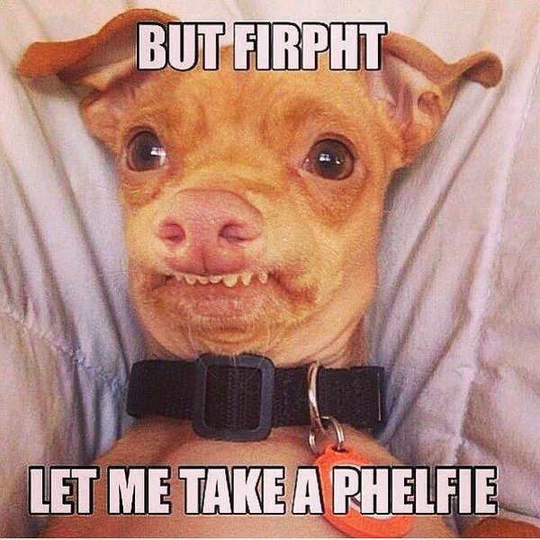 Rat Terrier Funny Selfie Dog Meme