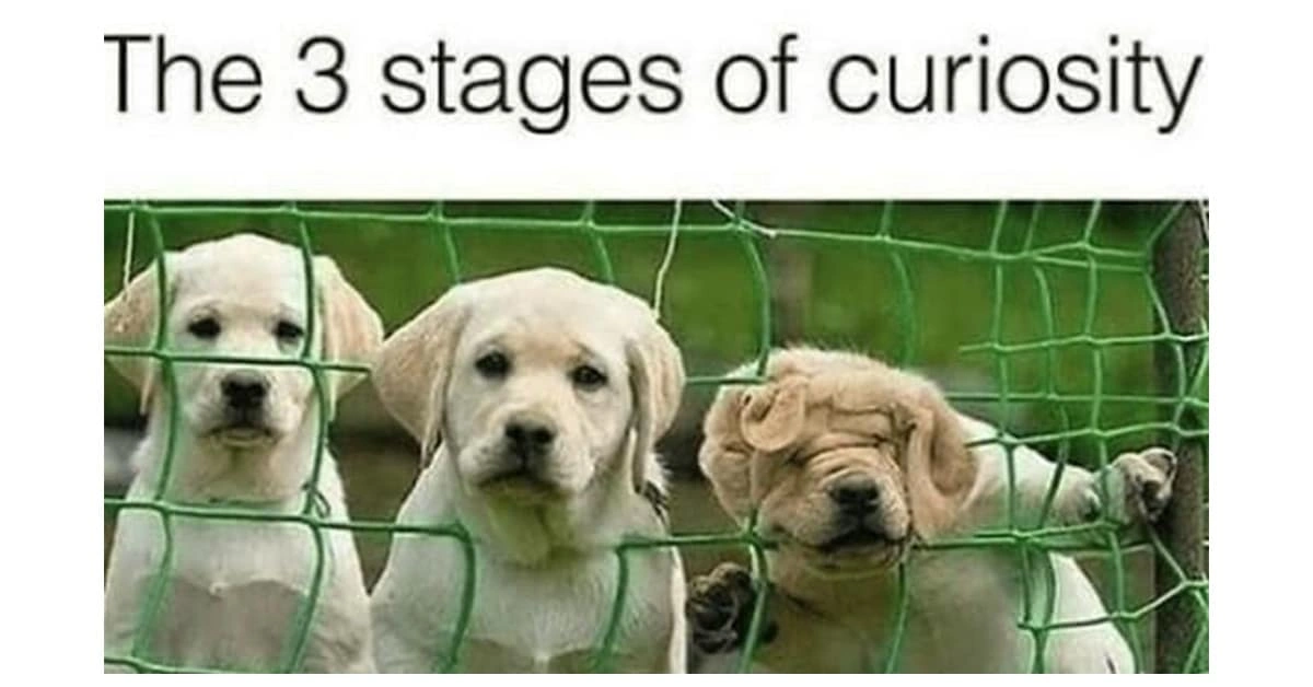 Ridiculous Labrador Retriever Dog Image