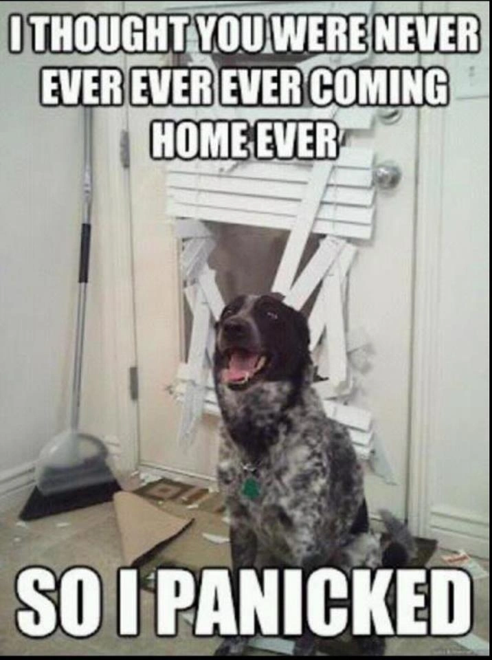 Ridiculous Australian Cattle Dog Meme